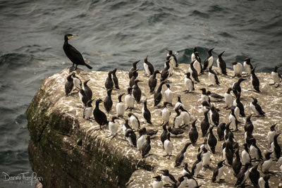 Guillemots and Razorbills on a rock