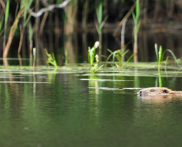Becoming Nature Positive – for people and planet