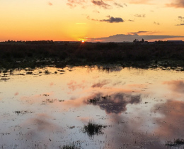 UK Inter-Agency Group to highlight the value of nature at COP26