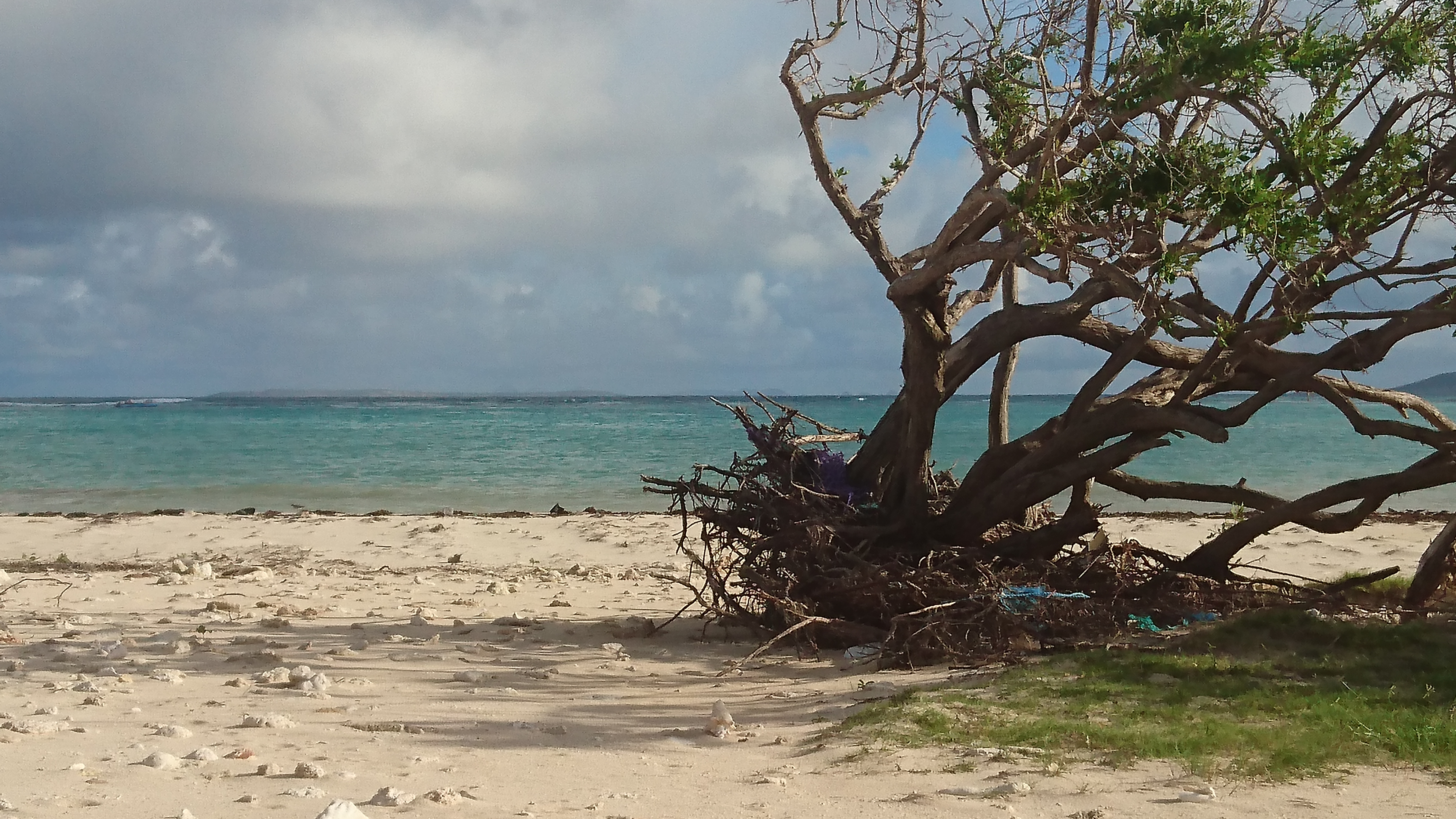 A tree blown over on a tropical beach (Copyright: Amanda Gregory, JNCC)