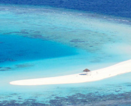 Supporting sustainable shark tourism in the Maldives