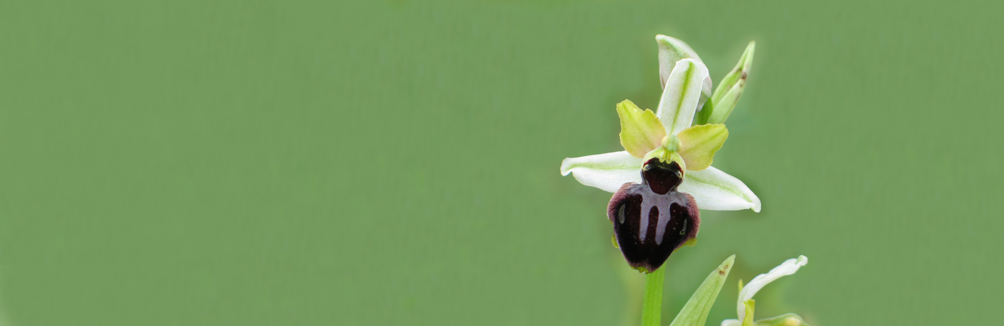 Update on the Quinquennial Review (QQR 7) of Schedules 5 and 8 of the Wildlife and Countryside Act