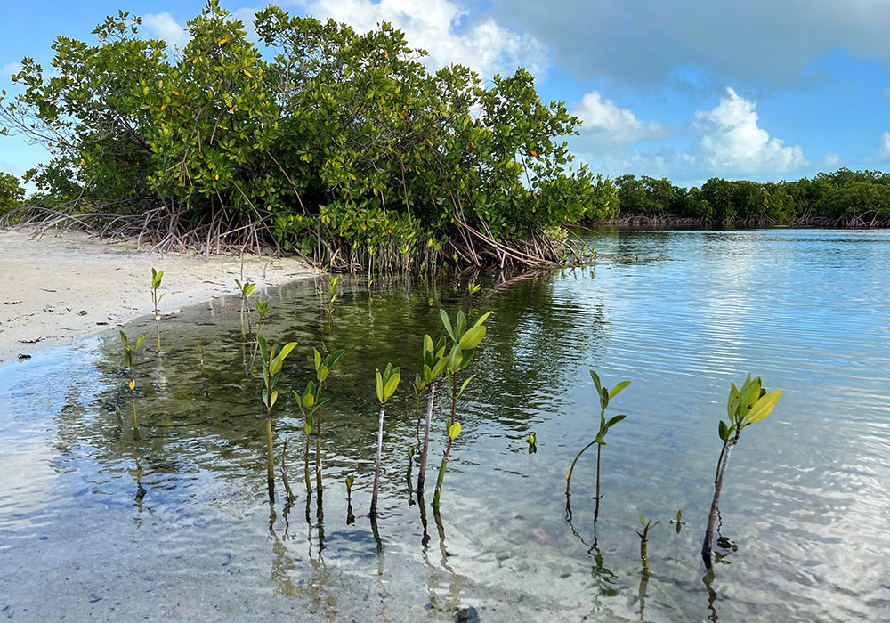 Photograph of a mangrove forest in shallow water with young mangroves growing in the foreground (copyright Janine Robinson, JNCC)