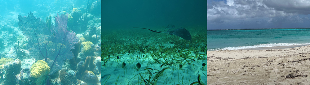 Series of three photos: colourful coral; seagrass and a sting ray; and a sandy beach. Copyright Jane Hawkridge and Julian Tyne