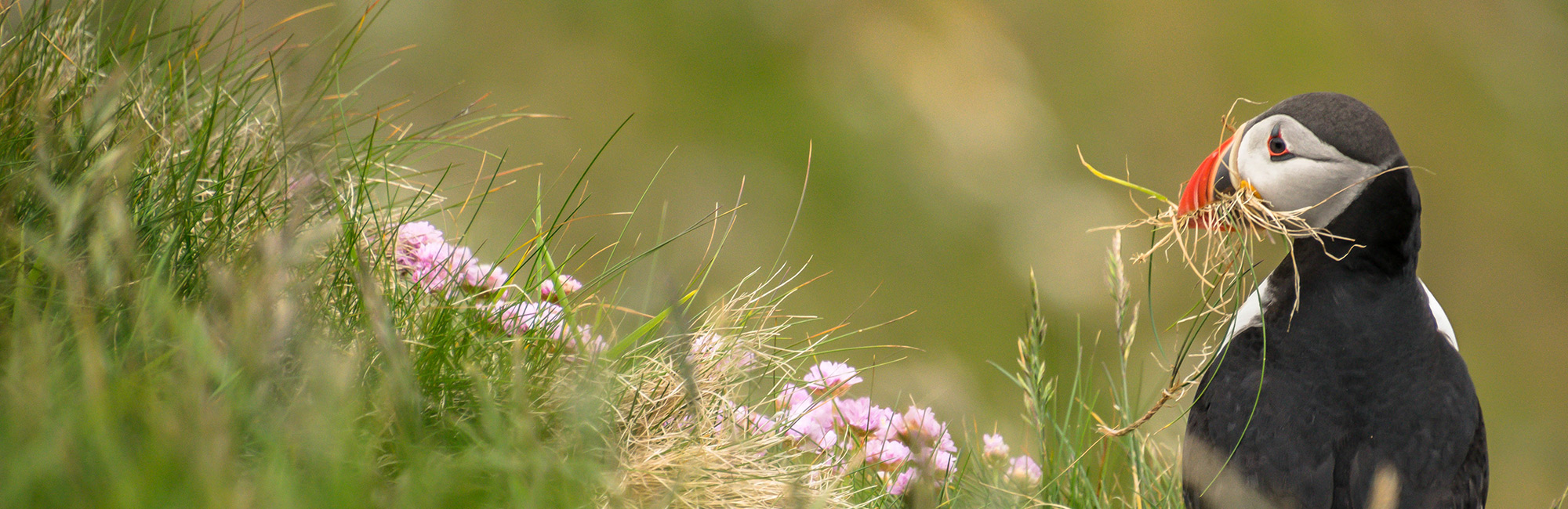 The Seabird Monitoring Programme is changing