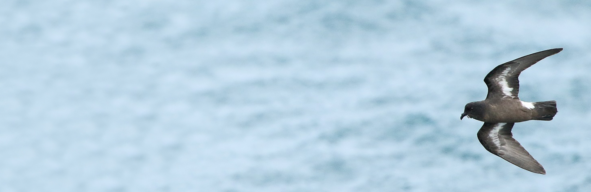 Offshore wind partnership report identifies ornithological knowledge needs