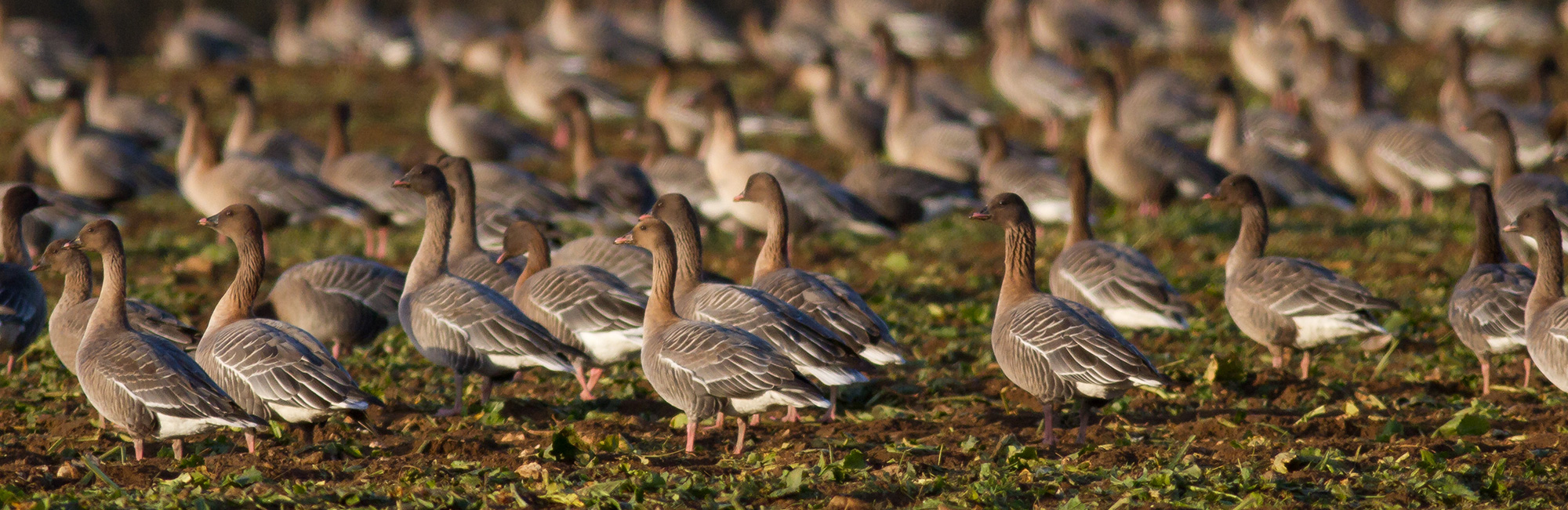 The Goose and Swan Monitoring Programme is changing