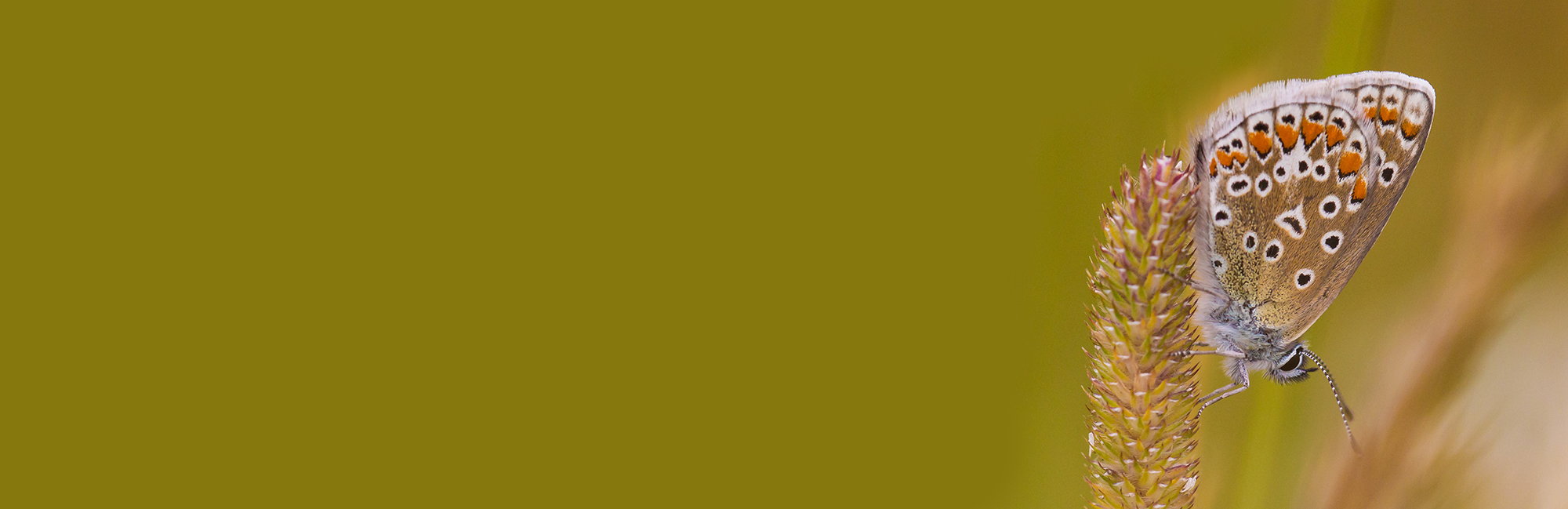 JNCC Bulletin July 2022