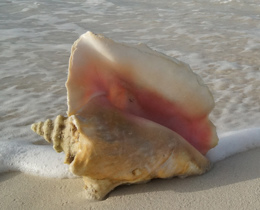 'Sustaining queen conch fisheries and livelihoods in the Turks and Caicos Islands': project visit