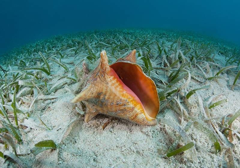 Photograph of a shell on a seabed (image from Shutterstock)