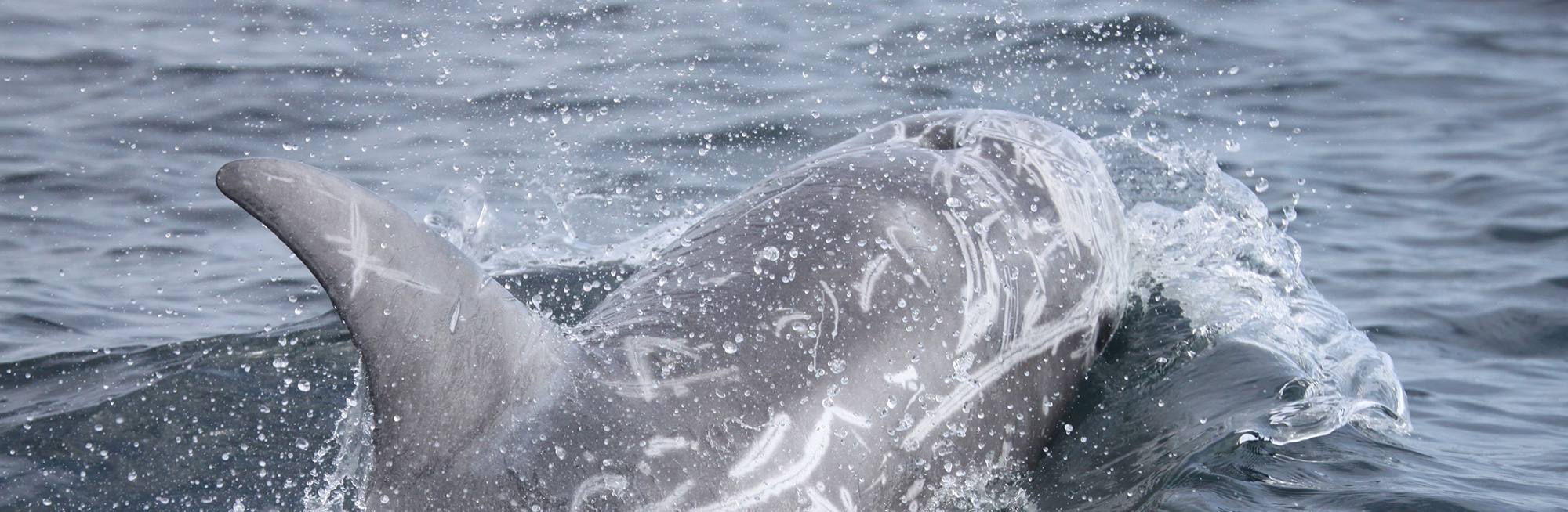 Nature News Autumn 2022