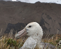 JNCC and Defra partner with the UK Overseas Territories to build a stronger future for biodiversity