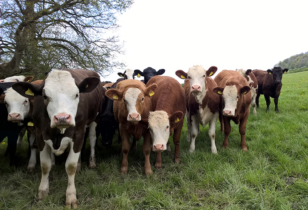 Photograph of a group of cows in a field. Image courtesy of Alexandra Cunha