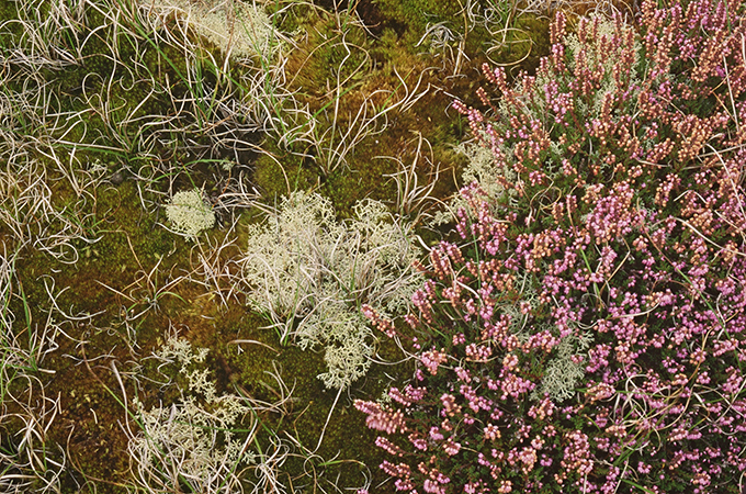 Photograph of heather, lichens and mosses at Winterton-Horsey Dunes Site of Special Scientific Interest. Image courtesy of Natural England / Peter Wakely.