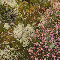 Photograph of heather, lichens and mosses at Winterton-Horsey Dunes Site of Special Scientific Interest. Image courtesy of Natural England / Peter Wakely.