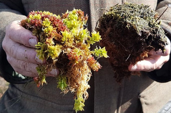Photograph of someone showing healthy moss (left) and damaged moss (right) from Ballynahoe Bog, Northern Ireland. Image courtesy of Áine O’Reilly, NIEA/DAERA 2019