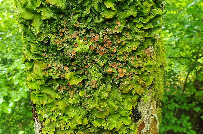 Photograph of lichen on a tree trunk. Image courtesy of Alexandra Cunha.