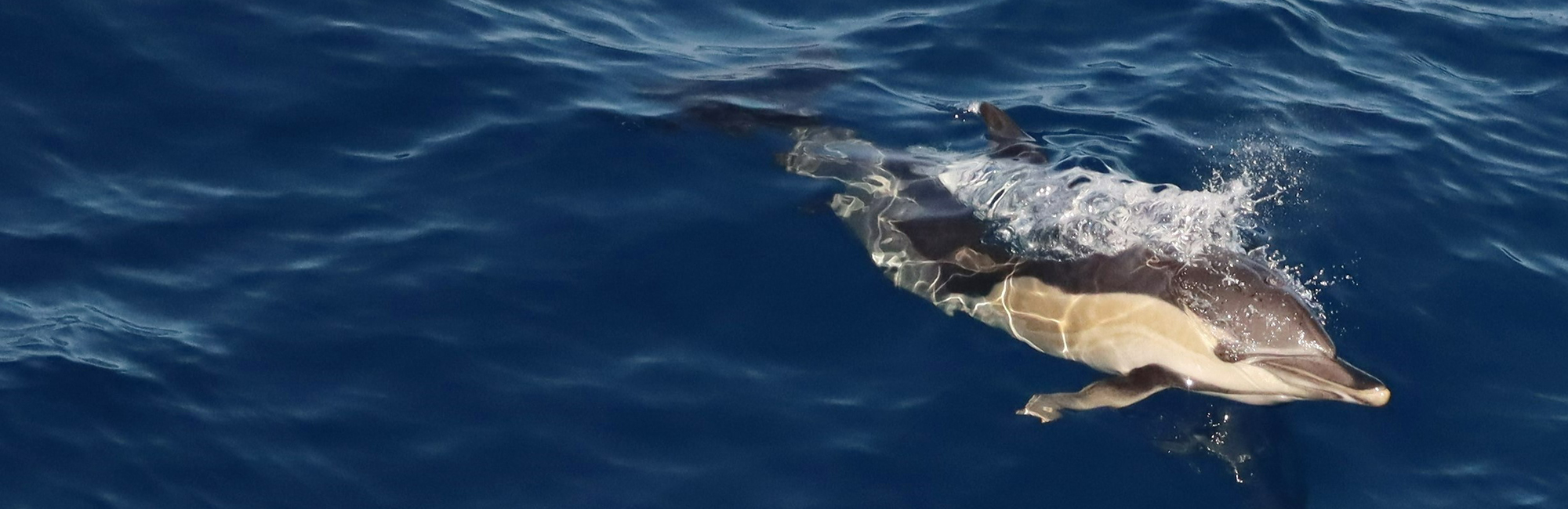 Updated MCCIP Marine Mammals Review Published