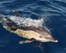 Updated MCCIP Marine Mammals Review Published