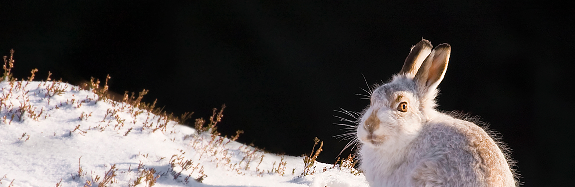 JNCC Bulletin January/February 2023