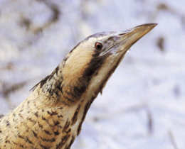Britain’s rare breeding birds' recording scheme celebrates 50 years