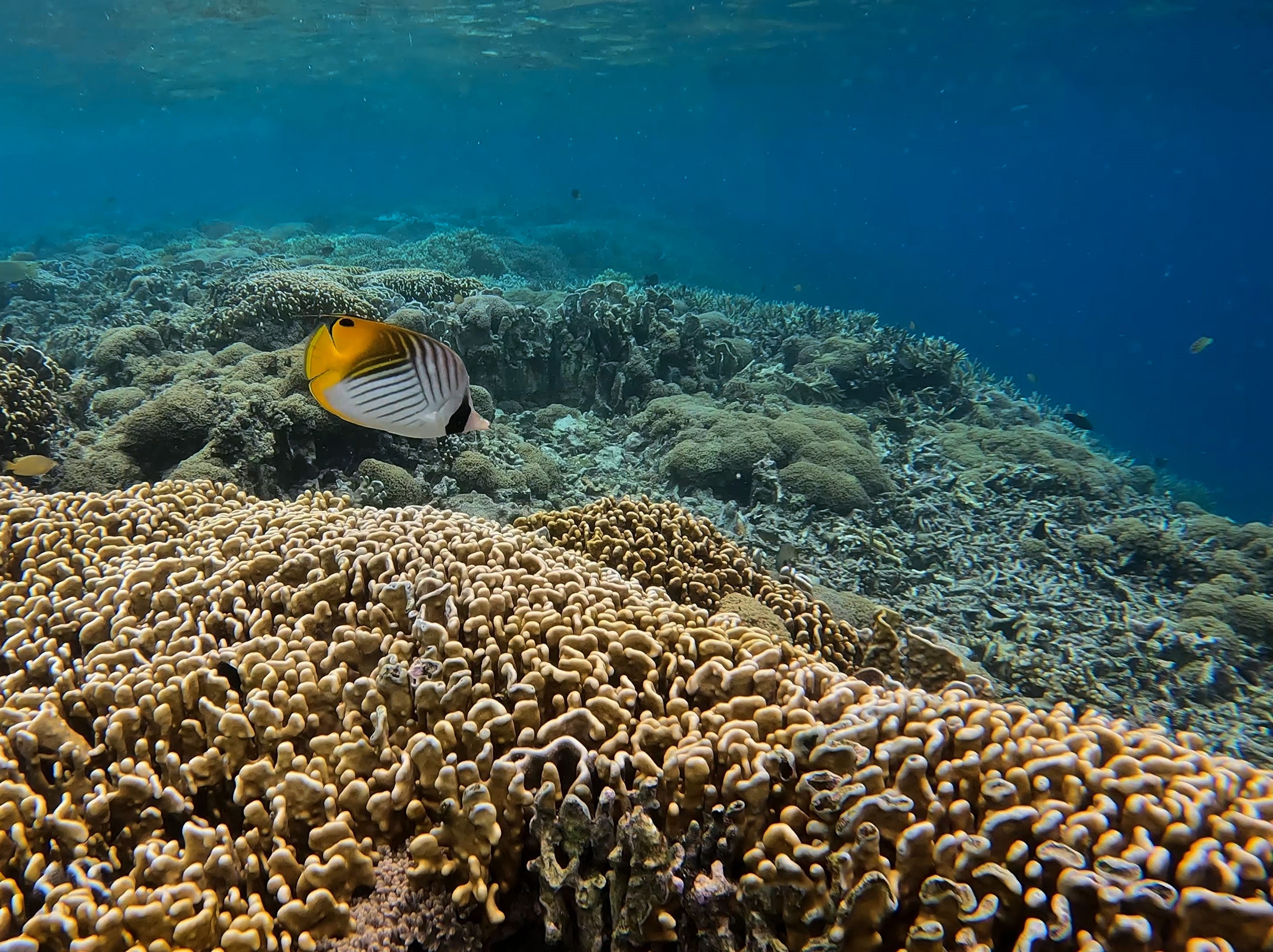 A threadfin butterflyfish swimming over a coral reef