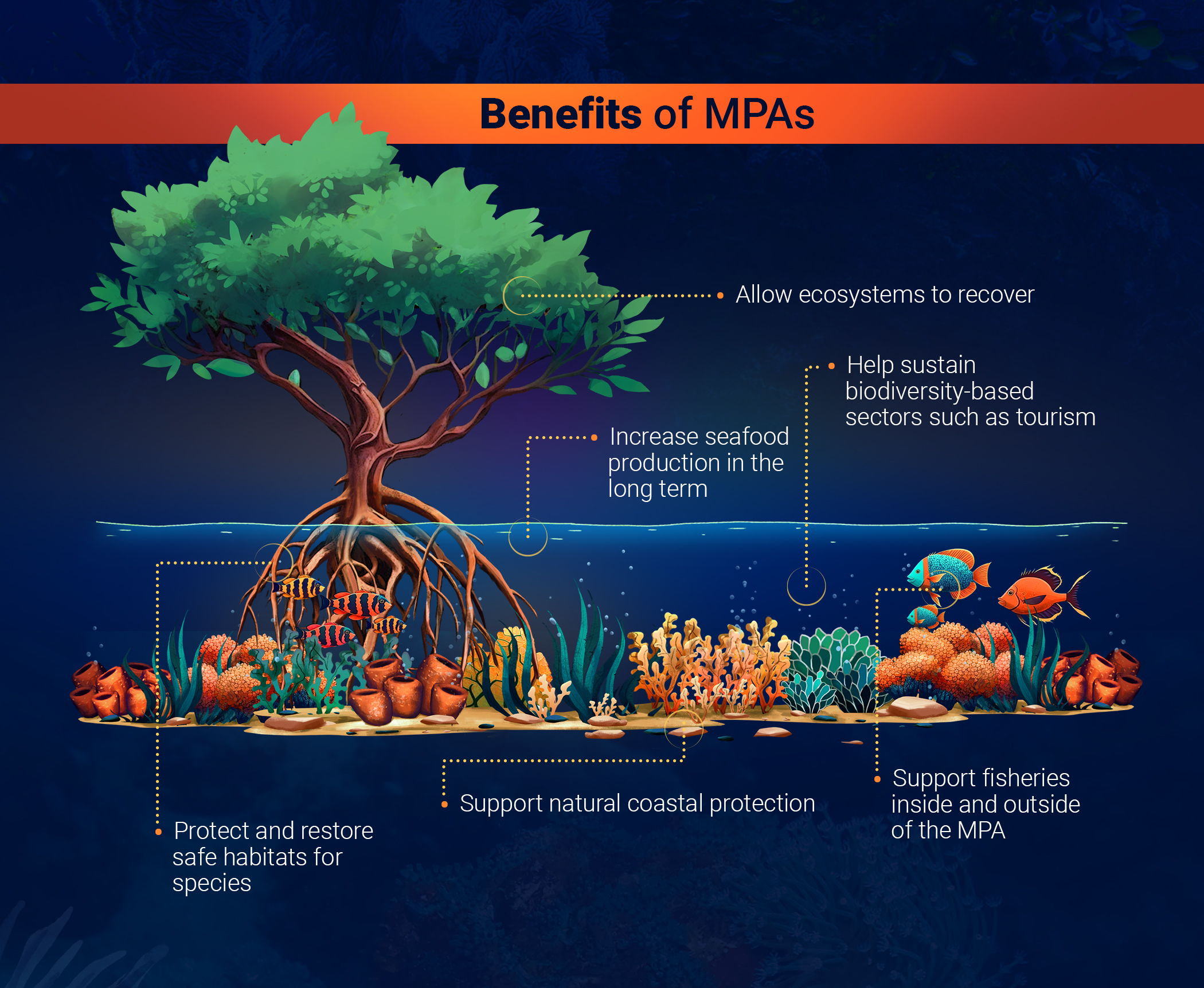 Infographic of a mangrove and coral reef ecosystem and text explaining the benefits of marine protected areas