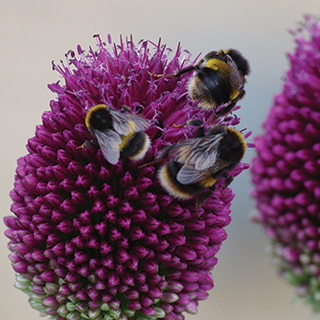 bees-allium-maddy-long-320-320-web.jpg