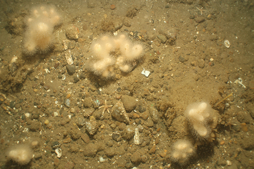 Mixed Sediments from Dogger Bank MPA with Alcyonium digitatum (Dead man’s fingers) growing on rocks © JNCC/Cefas