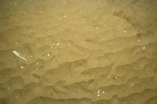 Sandy Sediments from Dogger Bank MPA © JNCC/Cefas