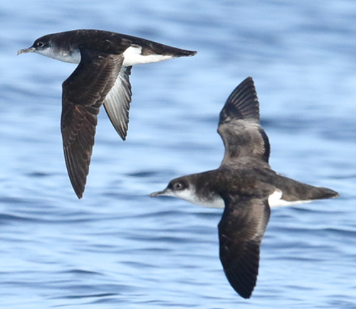 Photograph of two Manx shearwaters, black and white seabirds, flying over the sea. Photo courtesy of Lewis Thomson.