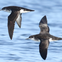 Photograph of two Manx shearwaters, black and white seabirds, flying over the sea. Photo courtesy of Lewis Thomson.