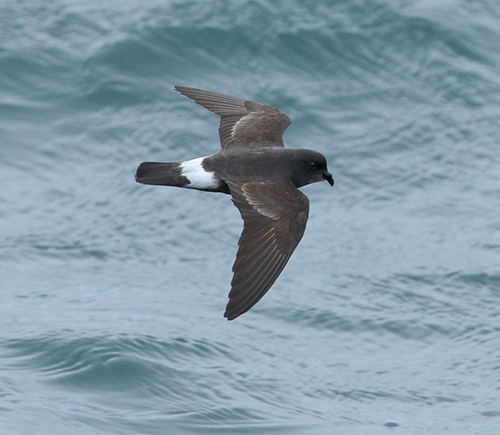 Photograph of a European storm-petrel flying over the sea. Photo courtesy of Lewis Thomson.