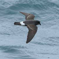 Photograph of a European storm-petrel flying over the sea. Photo courtesy of Lewis Thomson.