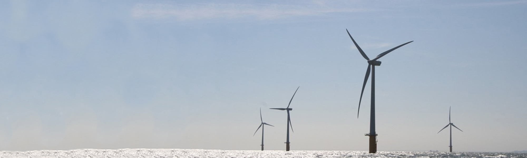 New UK Procellariiform project receives funding: ProcBe