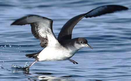 Manx shearwater (Lewis Thomson)