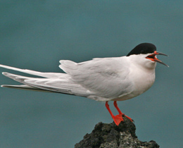Mixed fortunes for seabirds in new census results