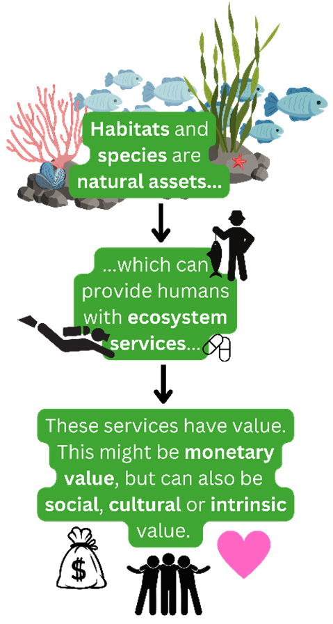 An infographic explaining the role of natural assets (habitats and species) in providing ecosystem services, which have value, either monetary, social, cultural or intrinsic
