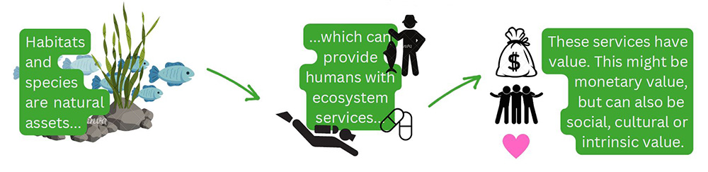 An infographic explaining the role of natural assets (habitats and species) in providing ecosystem services, which have value, either monetary, social, cultural or intrinsic