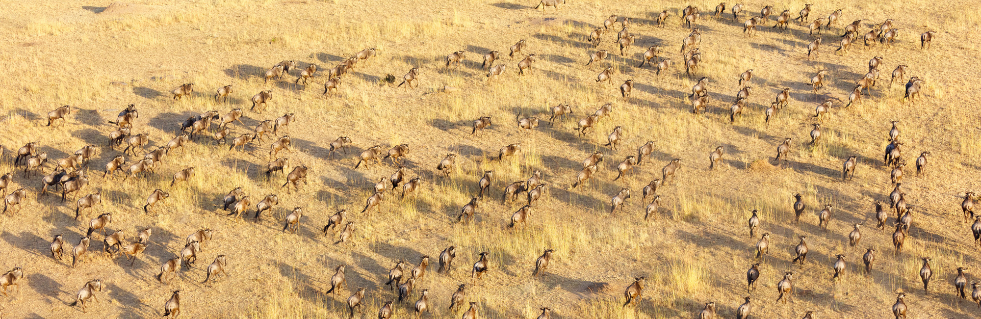 New recommendations for migratory species affected by climate change