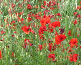 Poppies