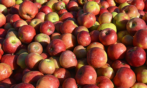Image courtesy of pixabay Photograph of a a pile of red and green apples. Image courtesy of pixabay