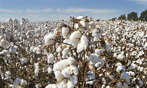 Image courtesy of pixabay Photograph of cotton plants in a field. Image courtesy of pixabay
