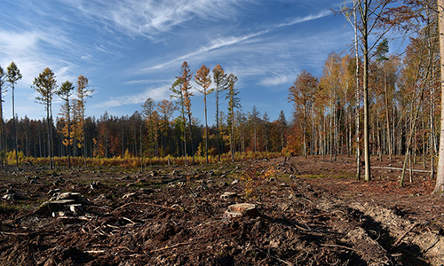 Image courtesy of pixabay Photograph of a landscape with a number of felled trees. Image courtesy of pixabay