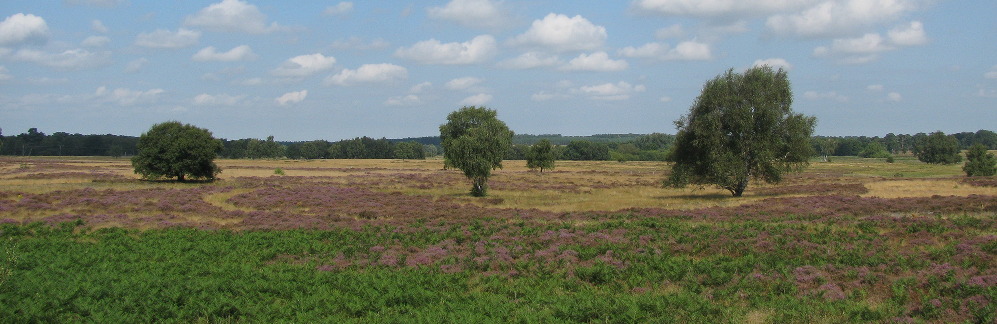 cavenham-heath-suffolk-ed-mountford-crop.jpg (1)