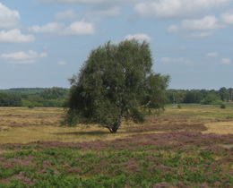 New UK Biodiversity Framework published