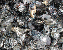New research predicts future impact of climate change on threatened UK marine species