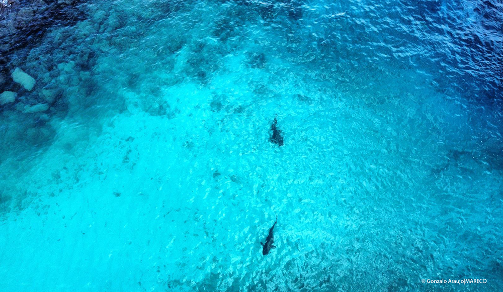 Drone image of two tiger sharks at ‘Tiger Harbour’ dive site in Fuvamulah, Maldives