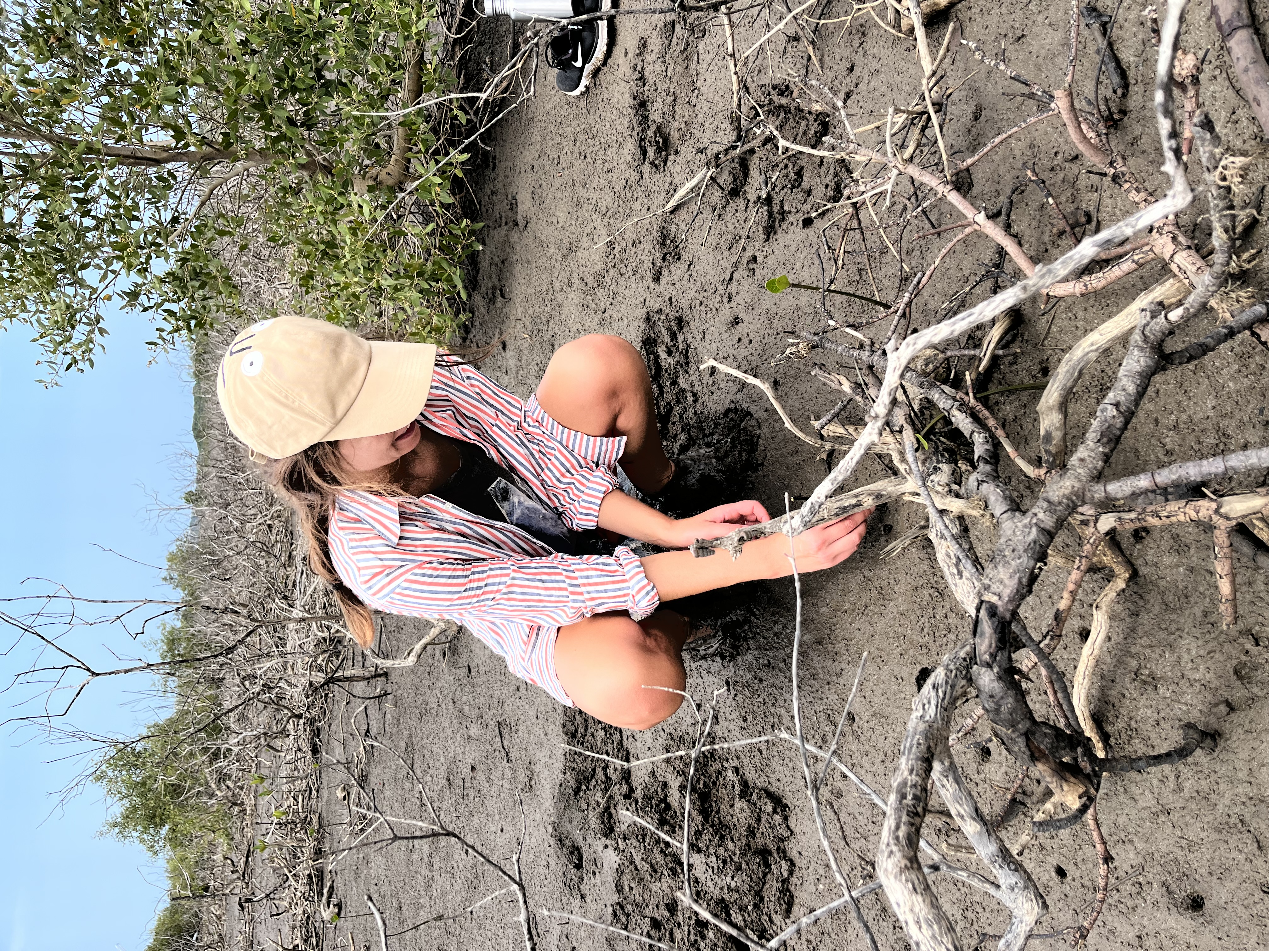 Image of person planting mangrove seed pod