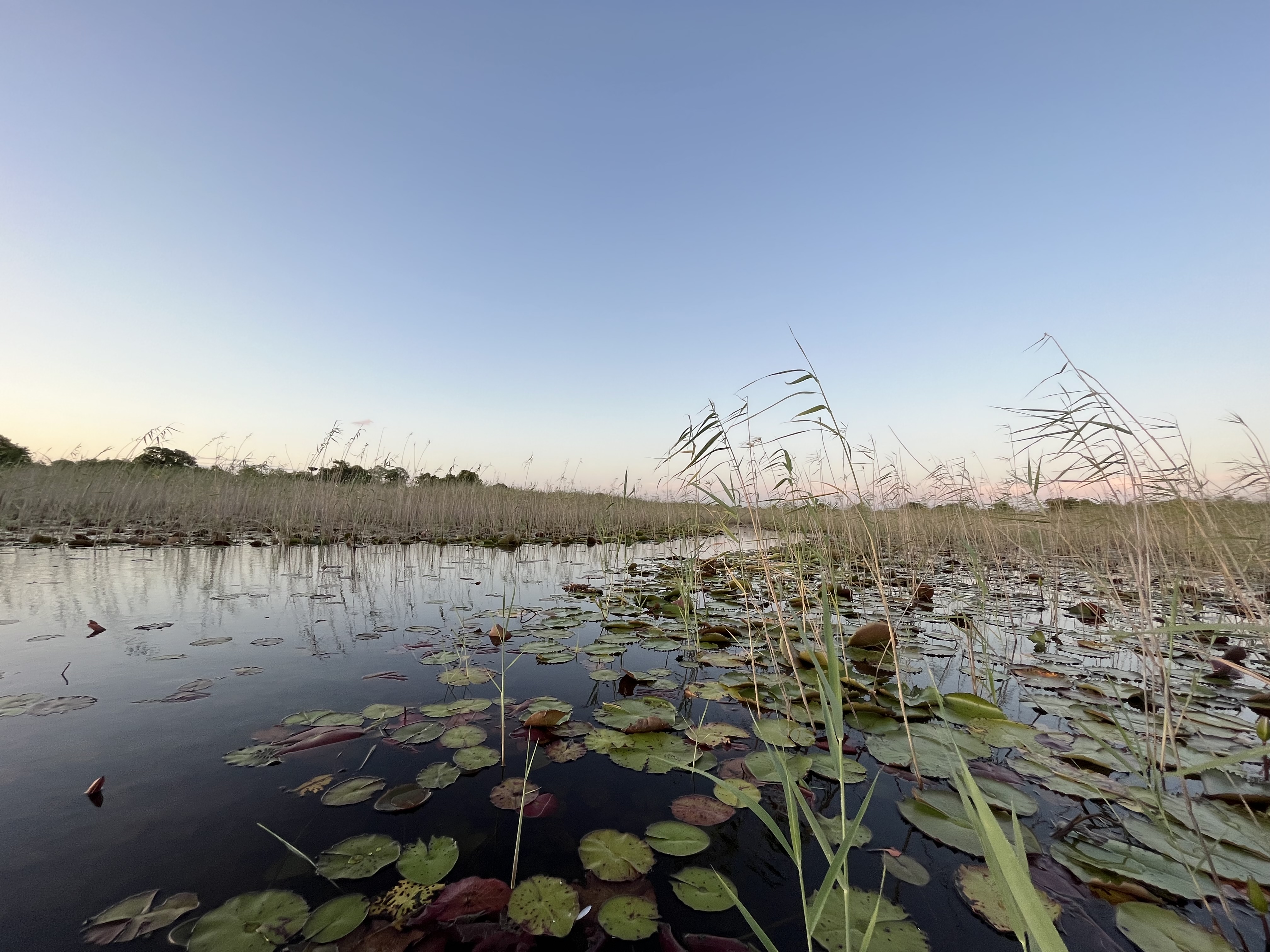 Image of wetlands with lily pads and reeds